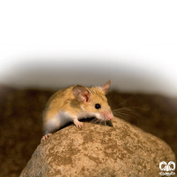 گونه موش صحرایی آرال Herb Filed Mouse  